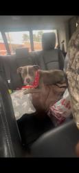 Lost Male Dog last seen S Clayton and Jackson  near Rreal Taco and South Lawn apts, Lawrenceville, GA 30046