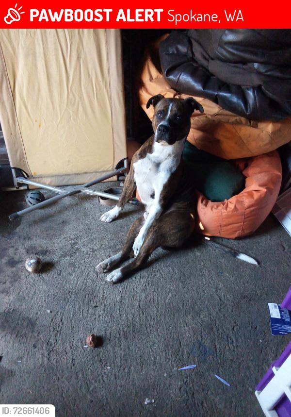 Lost Male Dog last seen Elm and Maxwell , Spokane, WA 99201