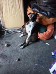 Lost Male Dog last seen Elm and Maxwell , Spokane, WA 99201
