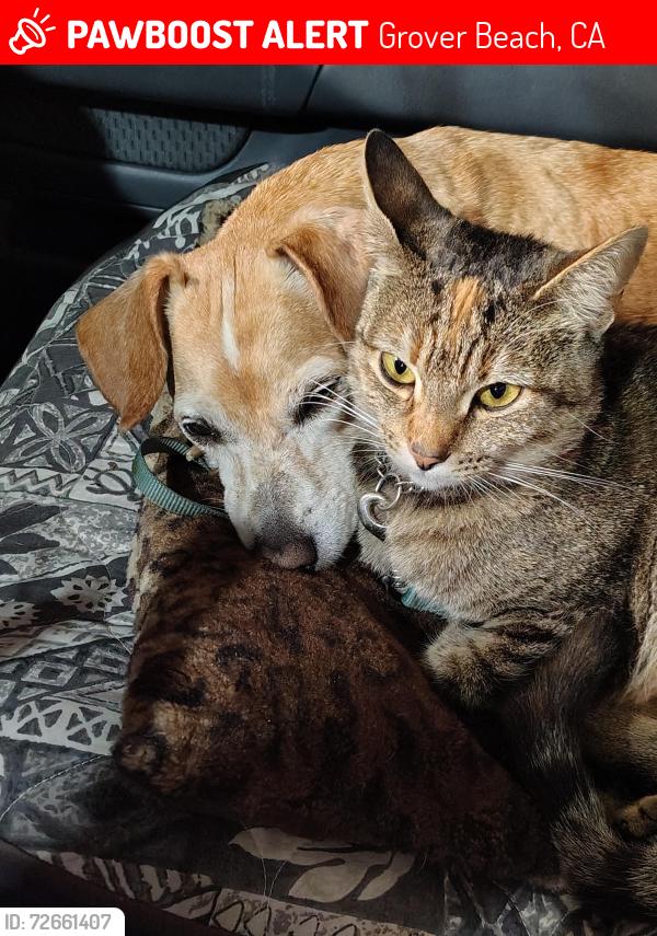 Lost Female Cat last seen 16th and grand av , Grover Beach, CA 93433