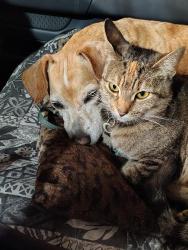 Lost Female Cat last seen 16th and grand av , Grover Beach, CA 93433