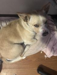 Lost Female Dog last seen Near Alameda ave, El Paso, TX 79907