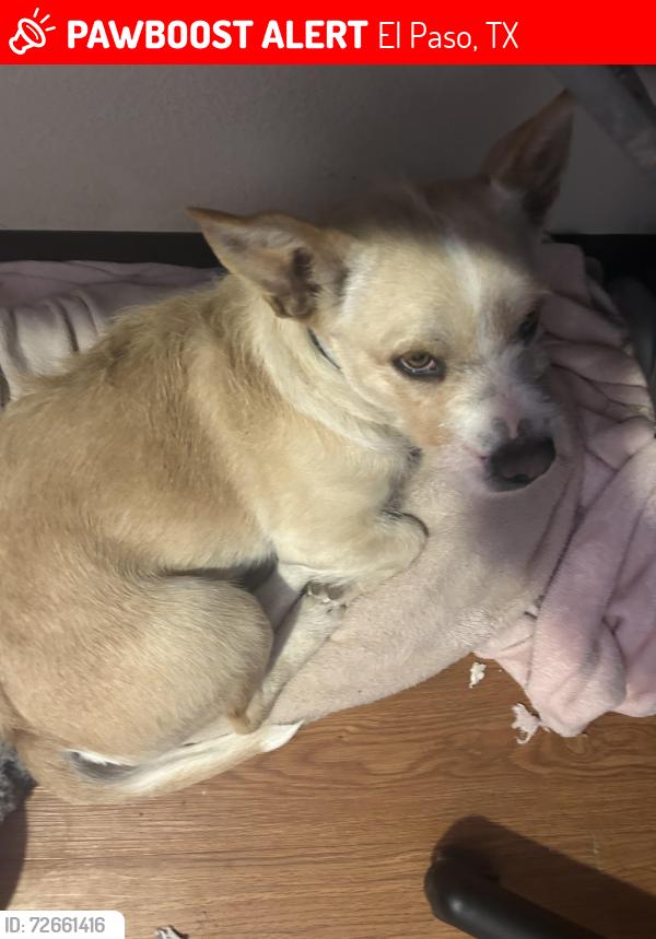 Lost Female Dog last seen Near Alameda ave, El Paso, TX 79907