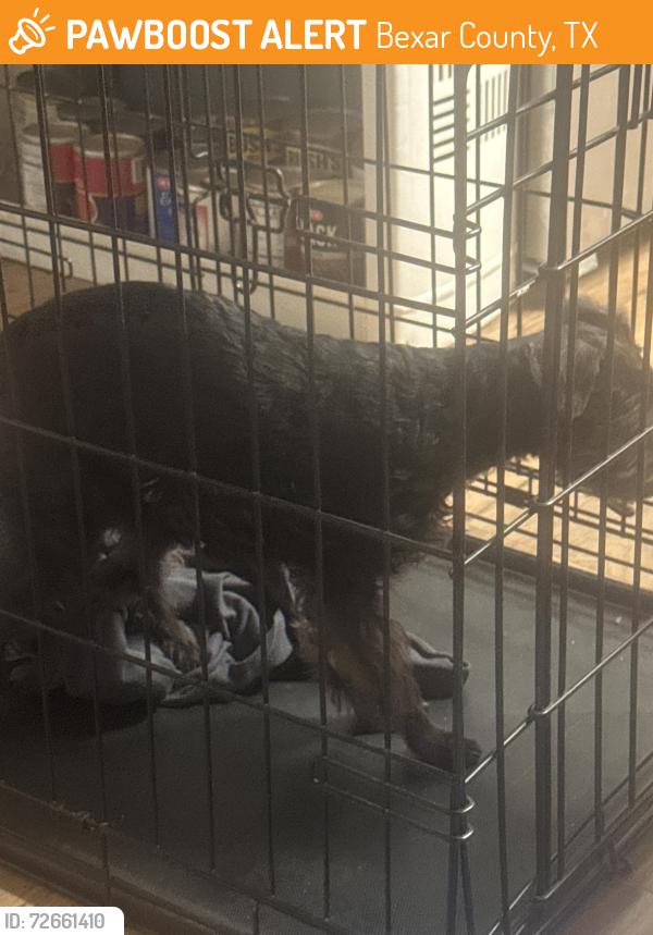 Found/Stray Female Dog last seen Buttercup, Bexar County, TX 78101