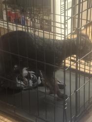 Found/Stray Female Dog last seen Buttercup, Bexar County, TX 78101