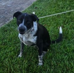 Lost Female Dog last seen Lafleur Rue Ave, Walker, LA 70785