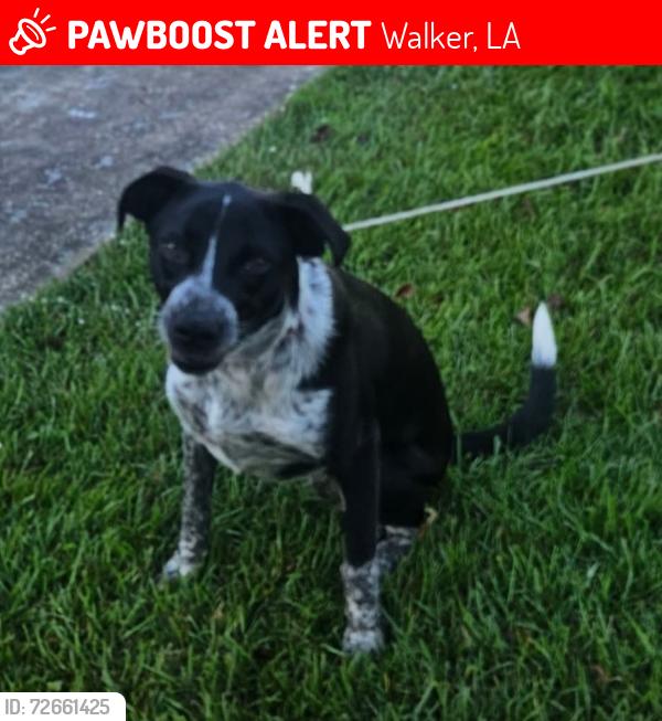 Lost Female Dog last seen Lafleur Rue Ave, Walker, LA 70785