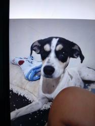 Lost Female Dog last seen Rua Elisa Ferreira de Oliveira 813, Jardim Santo Antônio, SP 15047-146