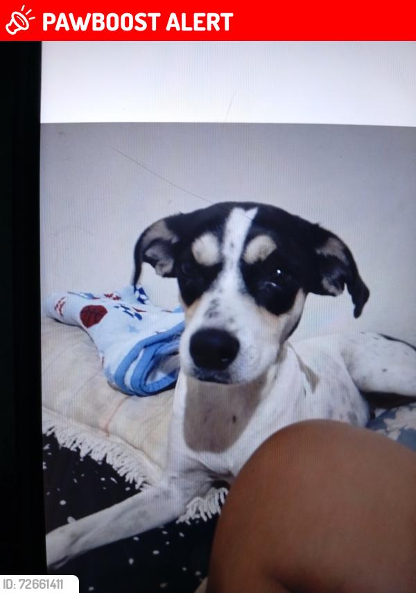 Lost Female Dog last seen Rua Elisa Ferreira de Oliveira 813, Jardim Santo Antônio, SP 15047-146