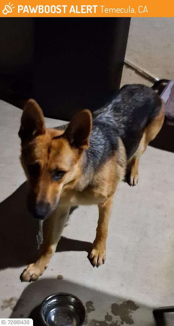 Found/Stray Female Dog last seen Old Town Temecula, Temecula, CA 92590