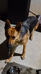 Found/Stray Female Dog last seen Old Town Temecula, Temecula, CA 92590