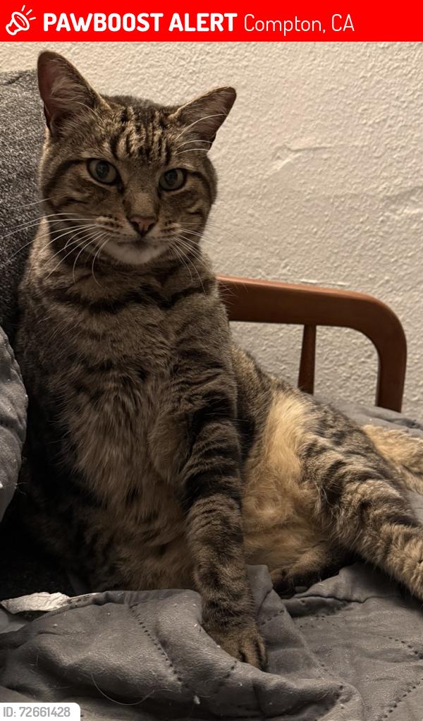 Lost Male Cat last seen Tucker and Peck , Compton, CA 90221