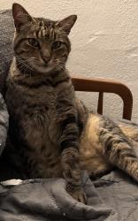 Lost Male Cat last seen Tucker and Peck , Compton, CA 90221