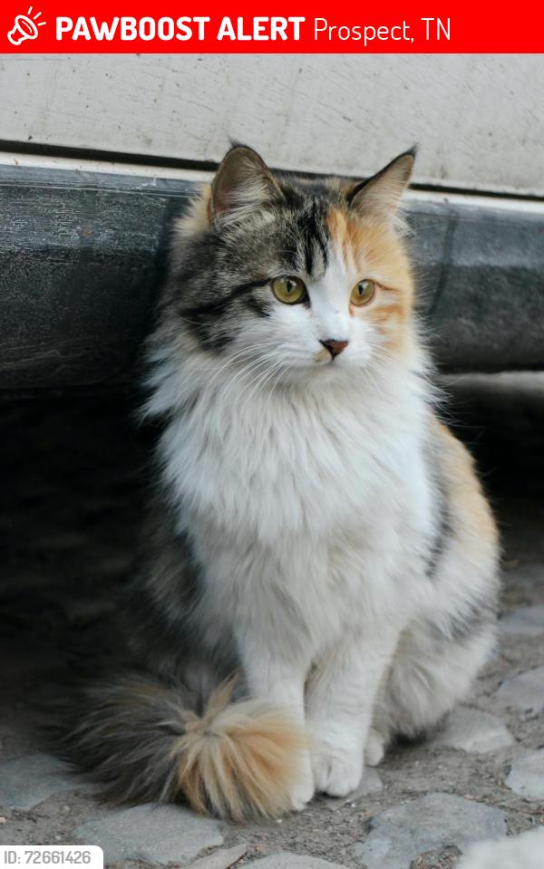 Lost Female Cat last seen EDMUNDSON RD / STELLA SIDE, Prospect, TN 38477