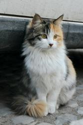 Lost Female Cat last seen EDMUNDSON RD / STELLA SIDE, Prospect, TN 38477