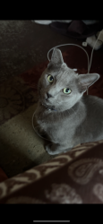 Lost Male Cat last seen Village pine drive , San Diego, CA 92173