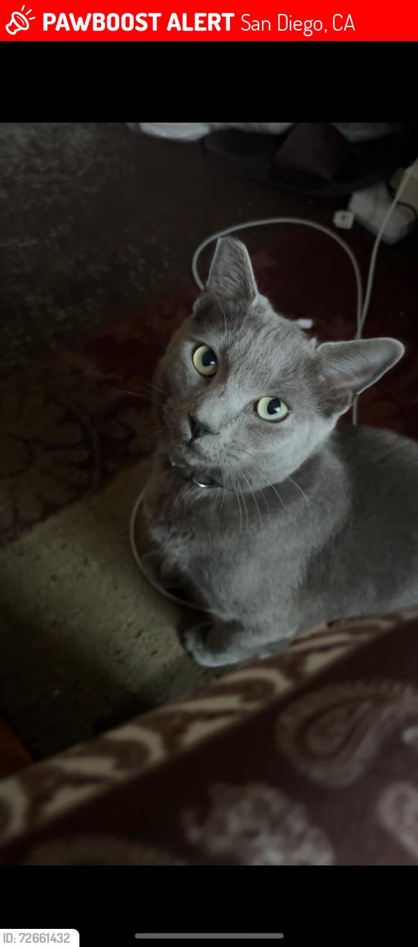 Lost Male Cat last seen Village pine drive , San Diego, CA 92173