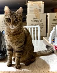 Lost Male Cat last seen Lampard Road, Drouin, Drouin, VIC 3818