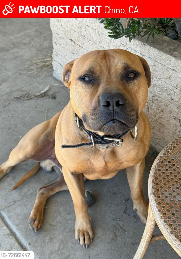Lost Male Dog last seen Riverside & Monte Vista CHINO CA, Chino, CA 91710