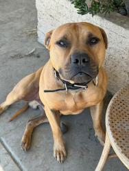 Lost Male Dog last seen Riverside & Monte Vista CHINO CA, Chino, CA 91710