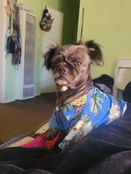 Lost Male Dog last seen Brynhurst and hyde park, Los Angeles, CA 90043
