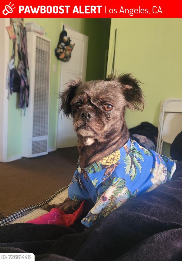 Lost Male Dog last seen Brynhurst and hyde park, Los Angeles, CA 90043