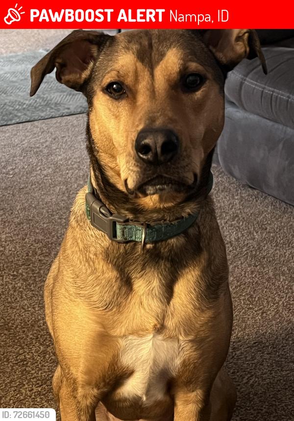 Lost Female Dog last seen Sunnylane/ midland nampa id, Nampa, ID 83651