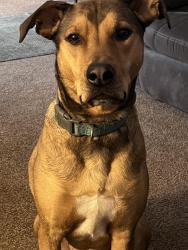 Lost Female Dog last seen Sunnylane/ midland nampa id, Nampa, ID 83651