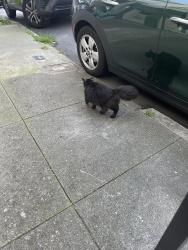 Found/Stray Unknown Cat last seen 14th and Alpine, San Francisco, CA 94117