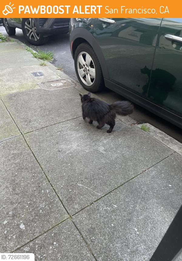 Found/Stray Unknown Cat last seen 14th and Alpine, San Francisco, CA 94117