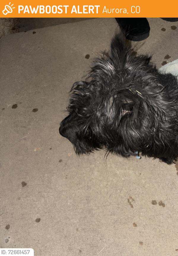 Found/Stray Male Dog last seen 17th and Laredo, Aurora, CO 80011