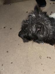 Found/Stray Male Dog last seen 17th and Laredo, Aurora, CO 80011