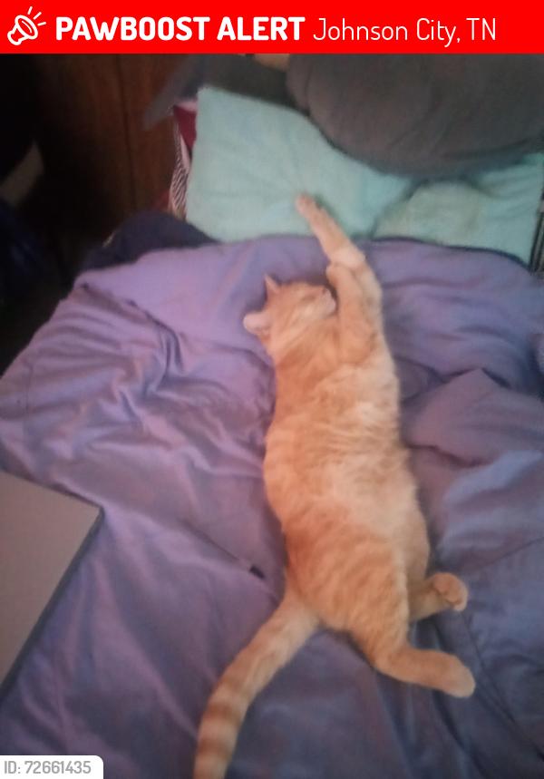Lost Female Cat last seen Milligan Hwy, Johnson City, TN 37601