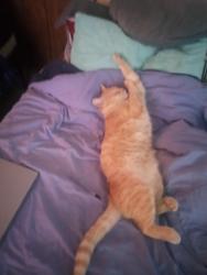 Lost Female Cat last seen Milligan Hwy, Johnson City, TN 37601