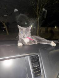 Lost Female Cat last seen Denbigh United Presbyterian Church, Newport News, VA 23608