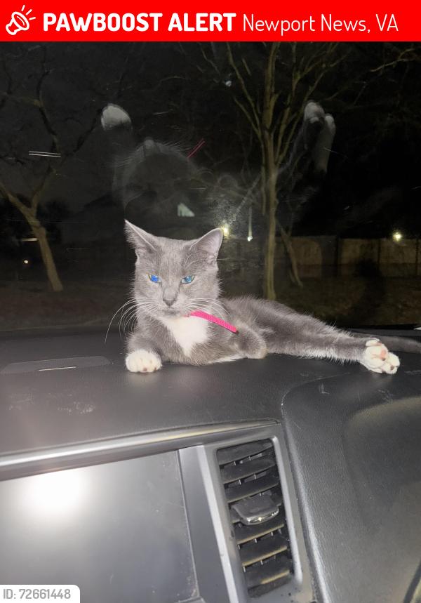 Lost Female Cat last seen Denbigh United Presbyterian Church, Newport News, VA 23608