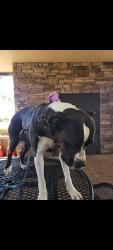Lost Female Dog last seen Salt Spring and Roseborough Dr , Austin, TX 78744