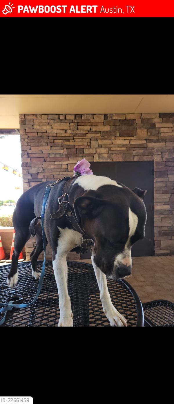Lost Female Dog last seen Salt Spring and Roseborough Dr , Austin, TX 78744