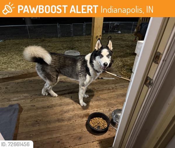Found/Stray Male Dog last seen Crawfordsville Road and Lippard Lane -Clermont IN, Indianapolis, IN 46214