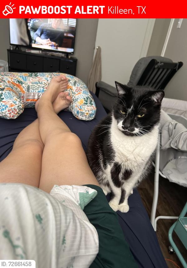 Lost Male Cat last seen The Forum apmts , Killeen, TX 76541