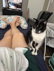 Lost Male Cat last seen The Forum apmts , Killeen, TX 76541