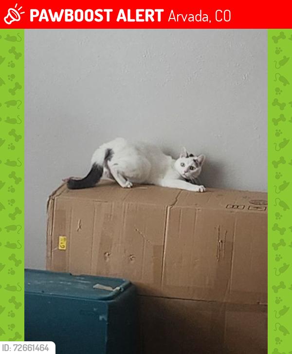 Lost Female Cat last seen Pomona, W 83rd Way, Arvada, CO 80003