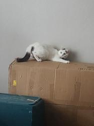 Lost Female Cat last seen Pomona, W 83rd Way, Arvada, CO 80003