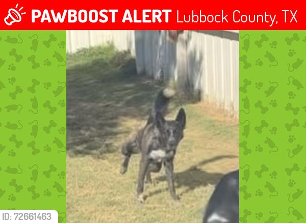 Lost Male Dog last seen CR 3000 and FM 41, Lubbock County, TX 79364