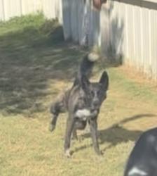 Lost Male Dog last seen CR 3000 and FM 41, Lubbock County, TX 79364