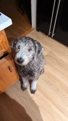 Lost Male Dog last seen By circle park & wincs donuts, Inglewood, CA 90305