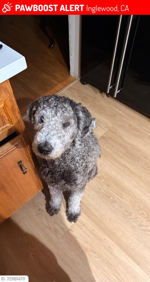Lost Male Dog last seen By circle park & wincs donuts, Inglewood, CA 90305