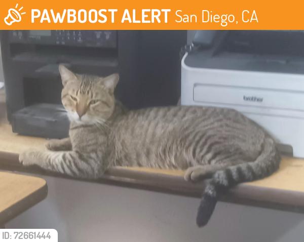 Found/Stray Male Cat last seen Chollas creek at Roadone Towing Yard, San Diego, CA 92113