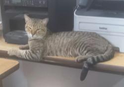 Found/Stray Male Cat last seen Chollas creek at Roadone Towing Yard, San Diego, CA 92113