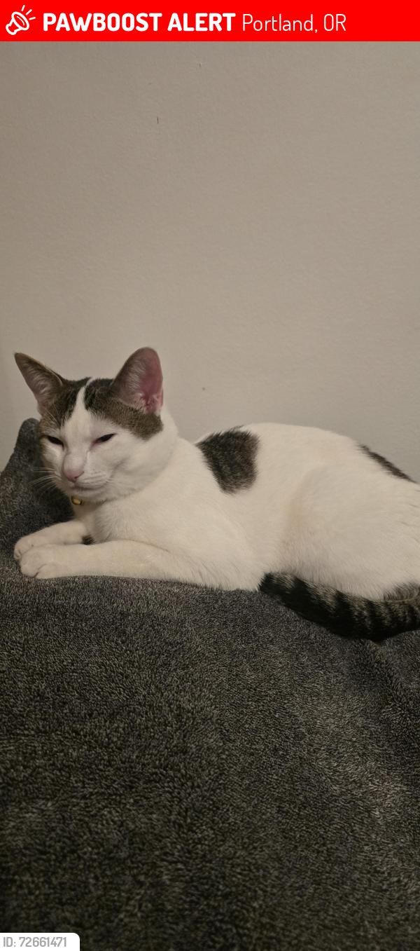 Lost Male Cat last seen KELLY ST PORTLAND OR 97236, Portland, OR 97236